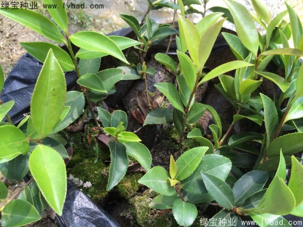 <a href='http://njszjj.com/linmuzhongzi/1784.html' target='_blank'>紅花油茶種子</a>