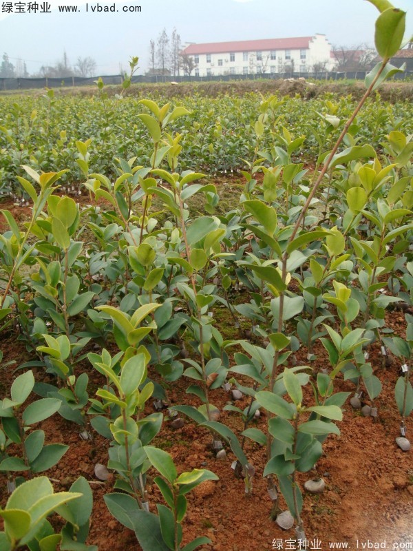 紅花<a href='http://njszjj.com/linmuzhongzi/2252.html' target='_blank'>油茶</a><a href='http://njszjj.com/' target='_blank'>種子</a>