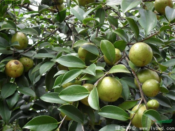 <a href='http://njszjj.com/linmuzhongzi/1784.html' target='_blank'>紅花油茶</a>種子