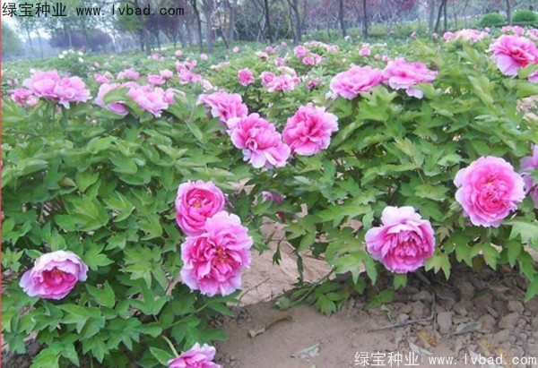 <a href='http://njszjj.com/linmuzhongzi/1785.html' target='_blank'>牡丹種子</a>
