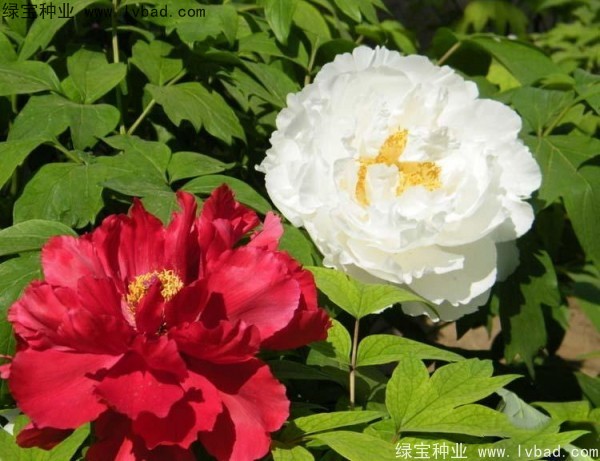牡丹<a href='http://njszjj.com/' target='_blank'>種子</a>