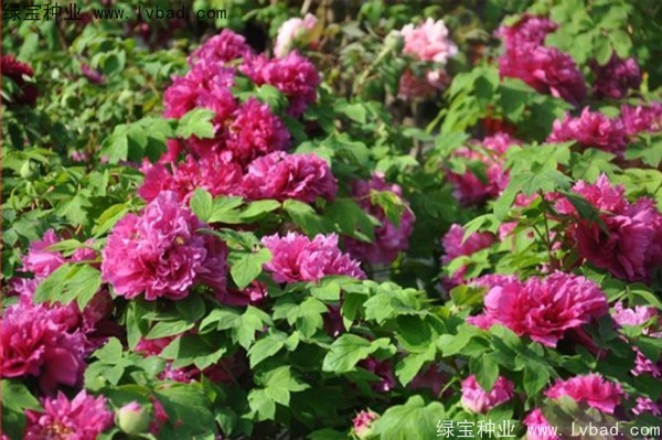 <a href='http://njszjj.com/linmuzhongzi/1785.html' target='_blank'>牡丹種子</a>