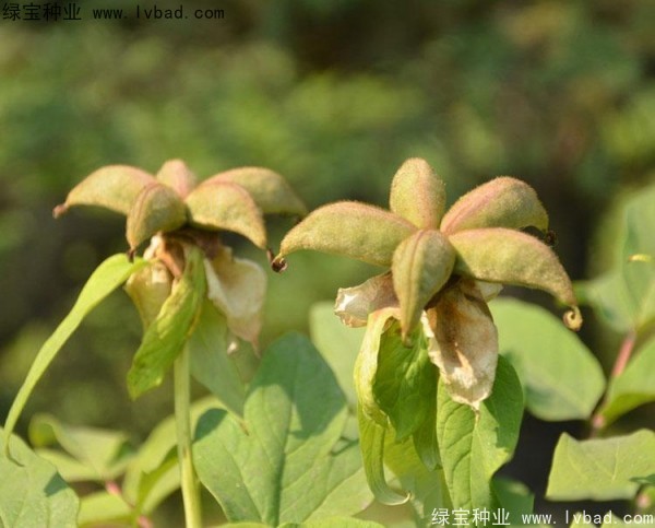 牡丹<a href='http://njszjj.com/' target='_blank'>種子</a>