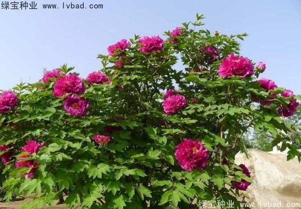 <a href='http://njszjj.com/linmuzhongzi/1785.html' target='_blank'>牡丹種子</a>