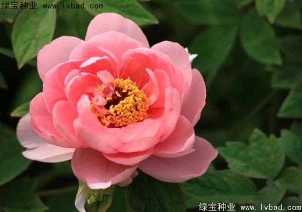 牡丹<a href='http://njszjj.com/' target='_blank'>種子</a>