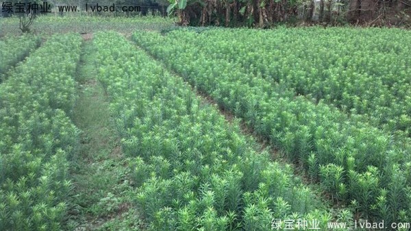 <a href='http://njszjj.com/linmuzhongzi/1786.html' target='_blank'>羅漢松種子</a>