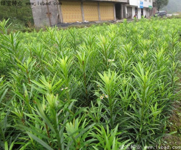 羅漢松<a href='http://njszjj.com/' target='_blank'>種子</a>