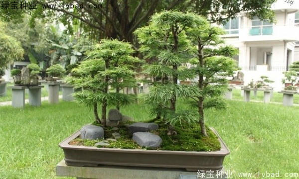 <a href='http://njszjj.com/linmuzhongzi/1788.html' target='_blank'>金錢松種子</a>