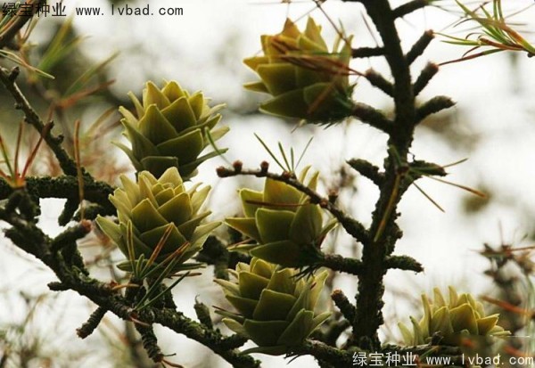 金錢松<a href='http://njszjj.com/' target='_blank'>種子</a>