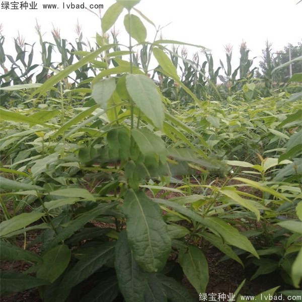 <a href='http://njszjj.com/linmuzhongzi/1790.html' target='_blank'>臘梅種子</a>