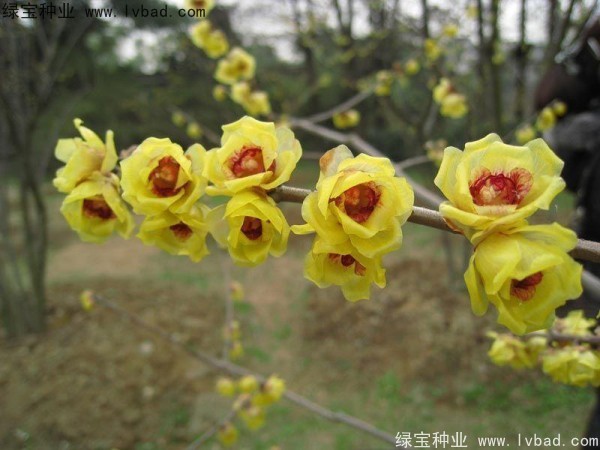 臘梅<a href='http://njszjj.com/' target='_blank'>種子</a>