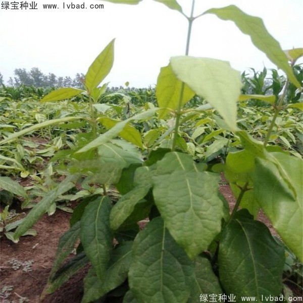 <a href='http://njszjj.com/linmuzhongzi/1790.html' target='_blank'>臘梅種子</a>