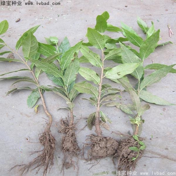 臘梅<a href='http://njszjj.com/' target='_blank'>種子</a>