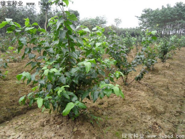 臘梅<a href='http://njszjj.com/' target='_blank'>種子</a>