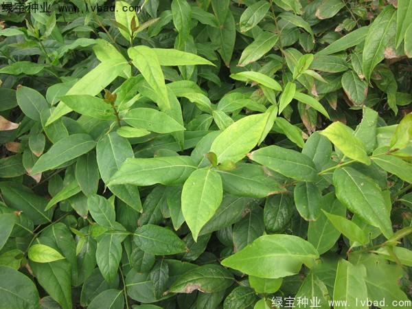 <a href='http://njszjj.com/linmuzhongzi/1790.html' target='_blank'>臘梅種子</a>