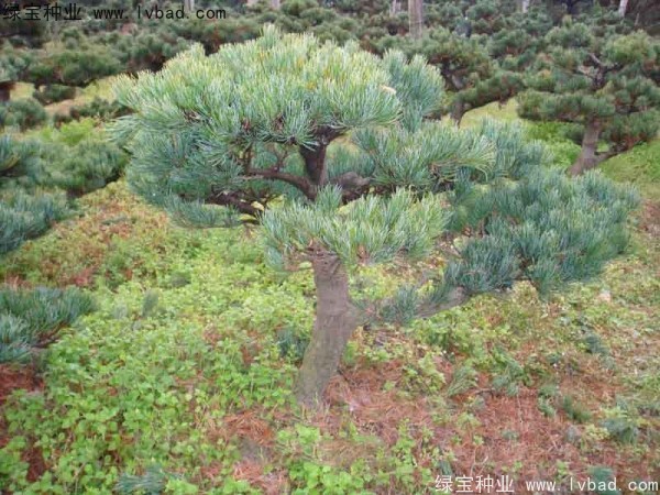 <a href='http://njszjj.com/linmuzhongzi/1792.html' target='_blank'>大阪松種子</a>