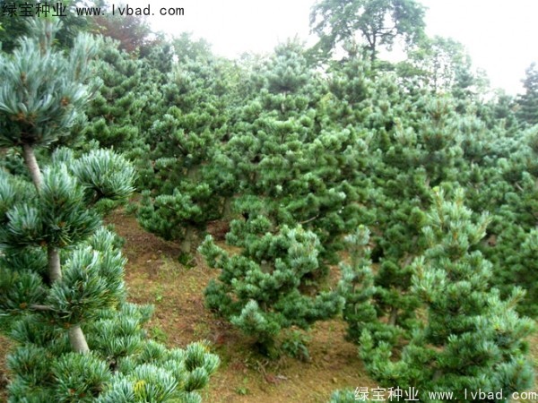 <a href='http://njszjj.com/linmuzhongzi/1792.html' target='_blank'>大阪松種子</a>