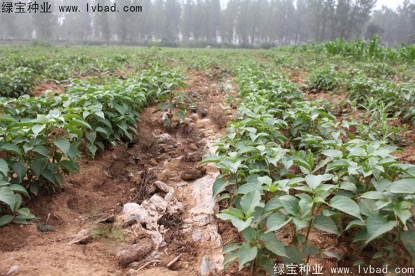 <a href='http://njszjj.com/linmuzhongzi/1793.html' target='_blank'>重陽木</a><a href='http://njszjj.com/' target='_blank'>種子</a>