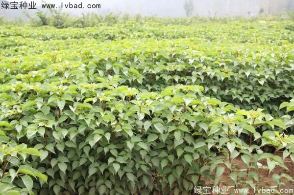 重陽木<a href='http://njszjj.com/' target='_blank'>種子</a>