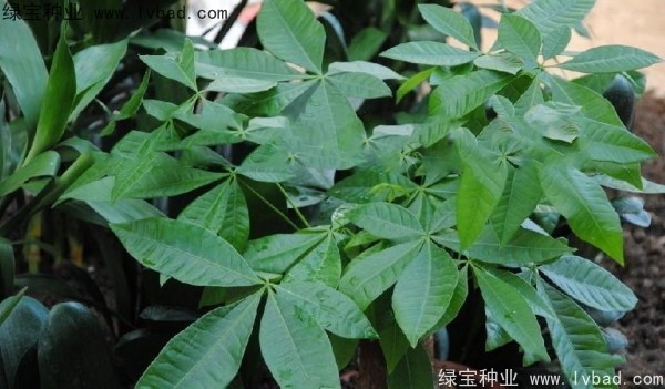 <a href='http://njszjj.com/linmuzhongzi/1794.html' target='_blank'>發(fā)財樹種子</a>