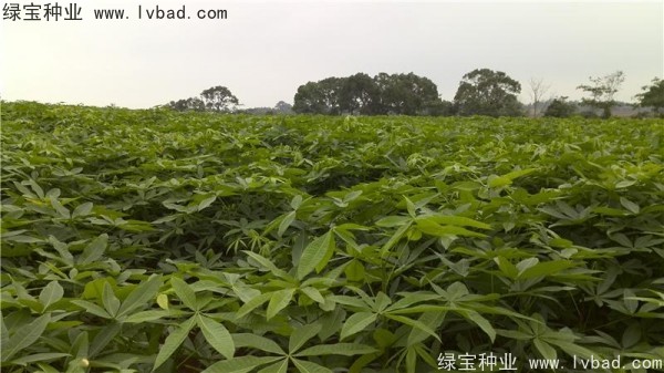 <a href='http://njszjj.com/linmuzhongzi/1794.html' target='_blank'>發(fā)財樹</a><a href='http://njszjj.com/' target='_blank'>種子</a>