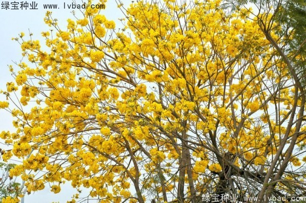 <a href='http://njszjj.com/linmuzhongzi/1795.html' target='_blank'>黃花風(fēng)鈴木</a><a href='http://njszjj.com/' target='_blank'>種子</a>