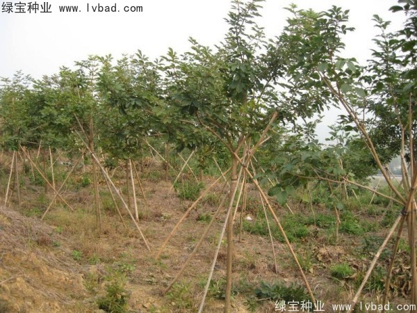 <a href='http://njszjj.com/linmuzhongzi/1795.html' target='_blank'>黃花風(fēng)鈴木種子</a>