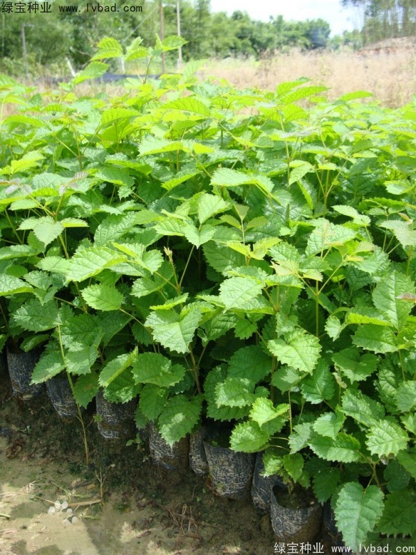 <a href='http://njszjj.com/linmuzhongzi/1795.html' target='_blank'>黃花風(fēng)鈴木種子</a>