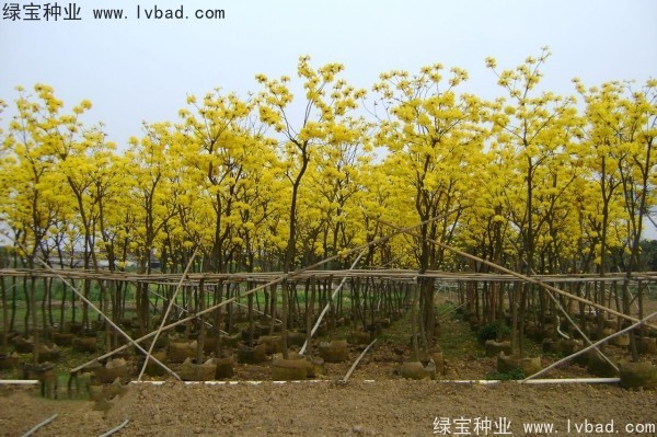<a href='http://njszjj.com/linmuzhongzi/1795.html' target='_blank'>黃花風(fēng)鈴木種子</a>