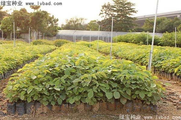<a href='http://njszjj.com/linmuzhongzi/1795.html' target='_blank'>黃花風(fēng)鈴木</a><a href='http://njszjj.com/' target='_blank'>種子</a>