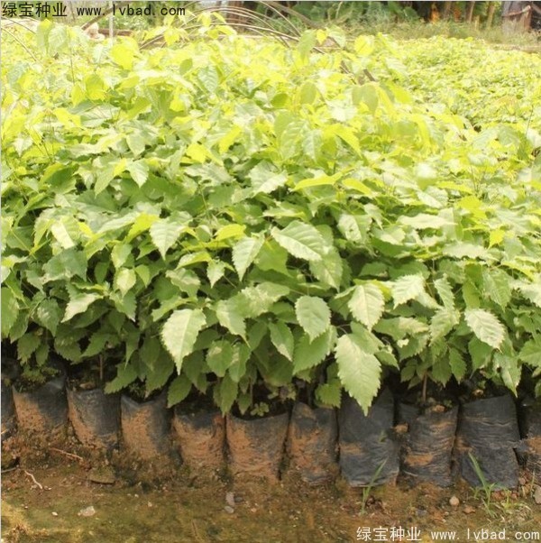 黃花風(fēng)鈴木<a href='http://njszjj.com/' target='_blank'>種子</a>
