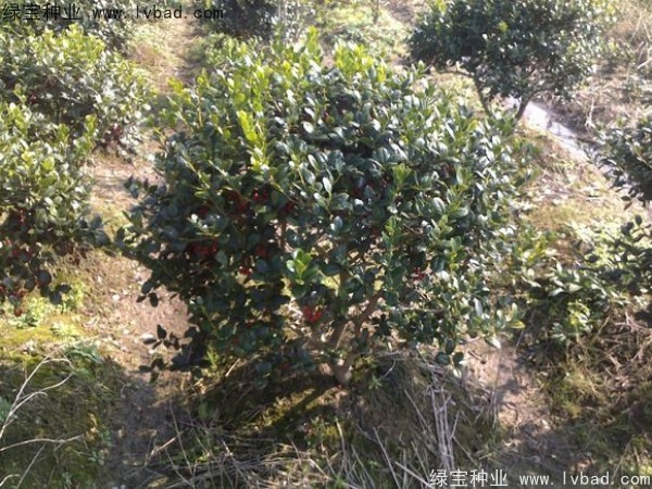 <a href='http://njszjj.com/linmuzhongzi/1797.html' target='_blank'>枸骨</a><a href='http://njszjj.com/' target='_blank'>種子</a>