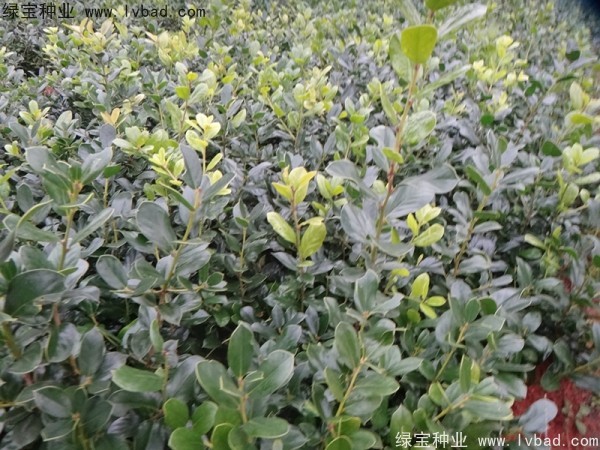 <a href='http://njszjj.com/linmuzhongzi/1797.html' target='_blank'>枸骨種子</a>