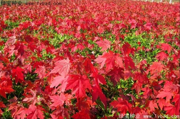 美國<a href='http://njszjj.com/linmuzhongzi/1706.html' target='_blank'>紅楓種子</a>