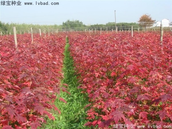 <a href='http://njszjj.com/linmuzhongzi/1798.html' target='_blank'>美國紅楓</a><a href='http://njszjj.com/' target='_blank'>種子</a>