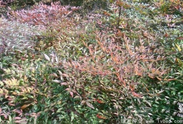 紅天竹<a href='http://njszjj.com/' target='_blank'>種子</a>