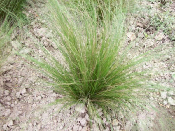 <a href='http://njszjj.com/caopingzhongzi/1677.html' target='_blank'>彎葉畫眉草</a>圖片