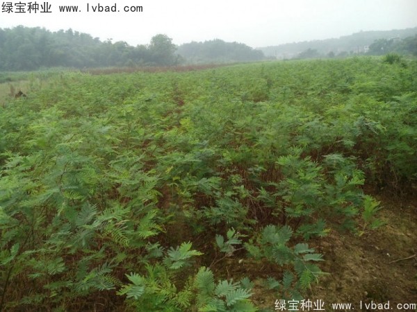 金<a href='http://njszjj.com/linmuzhongzi/1718.html' target='_blank'>合歡種子</a>