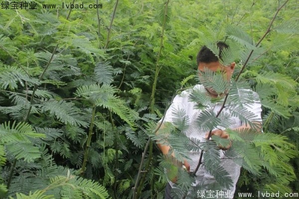 <a href='http://njszjj.com/linmuzhongzi/1803.html' target='_blank'>金合歡種子</a>