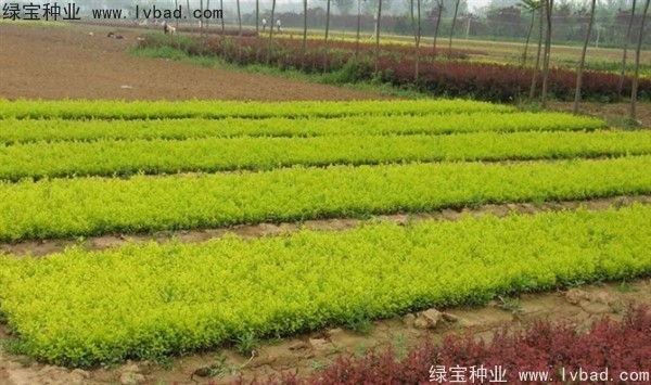 <a href='http://njszjj.com/linmuzhongzi/1804.html' target='_blank'>金葉女貞種子</a>