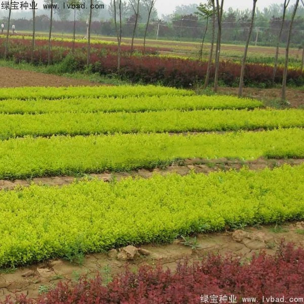 <a href='http://njszjj.com/linmuzhongzi/1804.html' target='_blank'>金葉女貞種子</a>