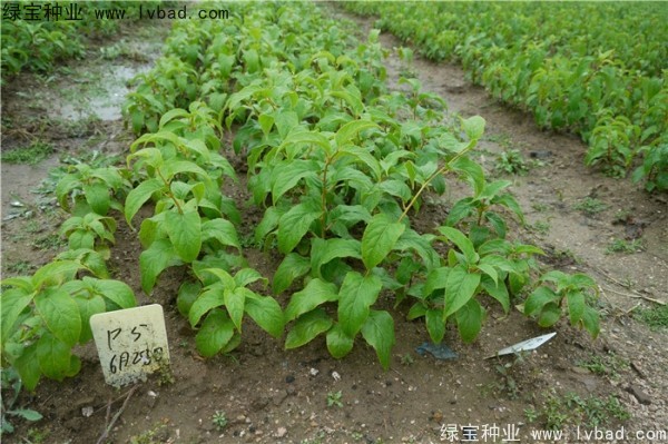 <a href='http://njszjj.com/linmuzhongzi/1805.html' target='_blank'>君遷子種子</a>