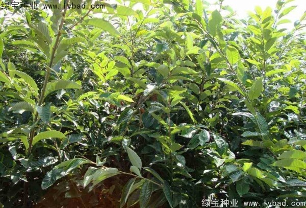 <a href='http://njszjj.com/linmuzhongzi/1805.html' target='_blank'>君遷子種子</a>
