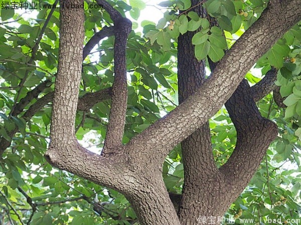 <a href='http://njszjj.com/linmuzhongzi/1805.html' target='_blank'>君遷子</a><a href='http://njszjj.com/' target='_blank'>種子</a>