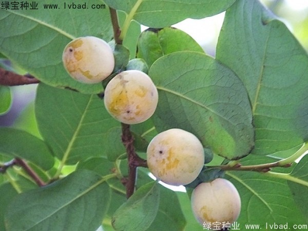 <a href='http://njszjj.com/linmuzhongzi/1805.html' target='_blank'>君遷子種子</a>