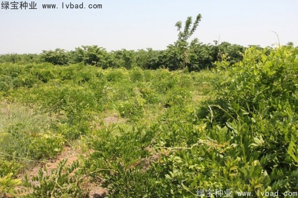 <a href='http://njszjj.com/linmuzhongzi/1806.html' target='_blank'>紫藤種子</a>