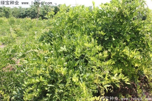 <a href='http://njszjj.com/linmuzhongzi/1806.html' target='_blank'>紫藤</a>