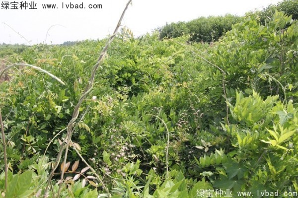 <a href='http://njszjj.com/linmuzhongzi/1806.html' target='_blank'>紫藤種子</a>