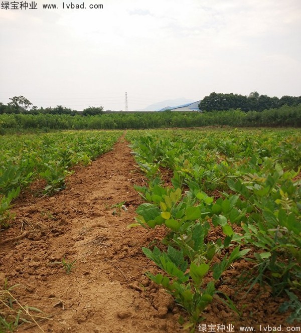 <a href='http://njszjj.com/linmuzhongzi/1806.html' target='_blank'>紫藤種子</a>