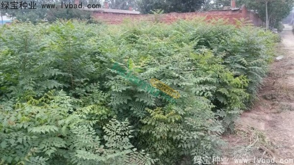 <a href='http://njszjj.com/linmuzhongzi/1807.html' target='_blank'>北欒種子</a>